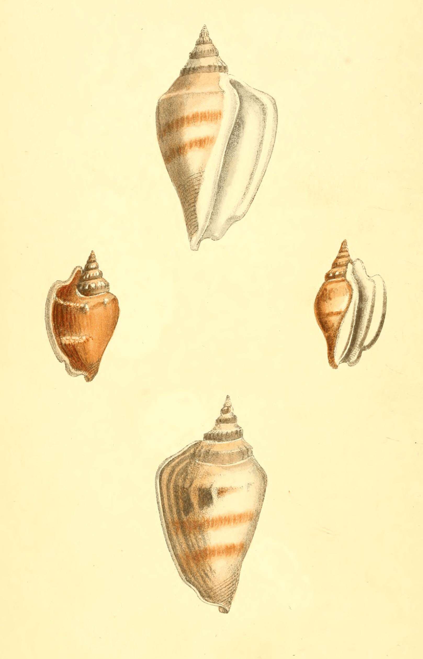 Image of Dolomena variabilis (Swainson 1820)
