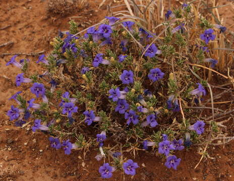 Image of Aptosimum albomarginatum Marl. & Engl.