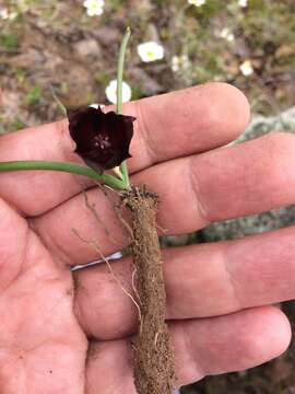 Calochortus nigrescens Ownbey resmi