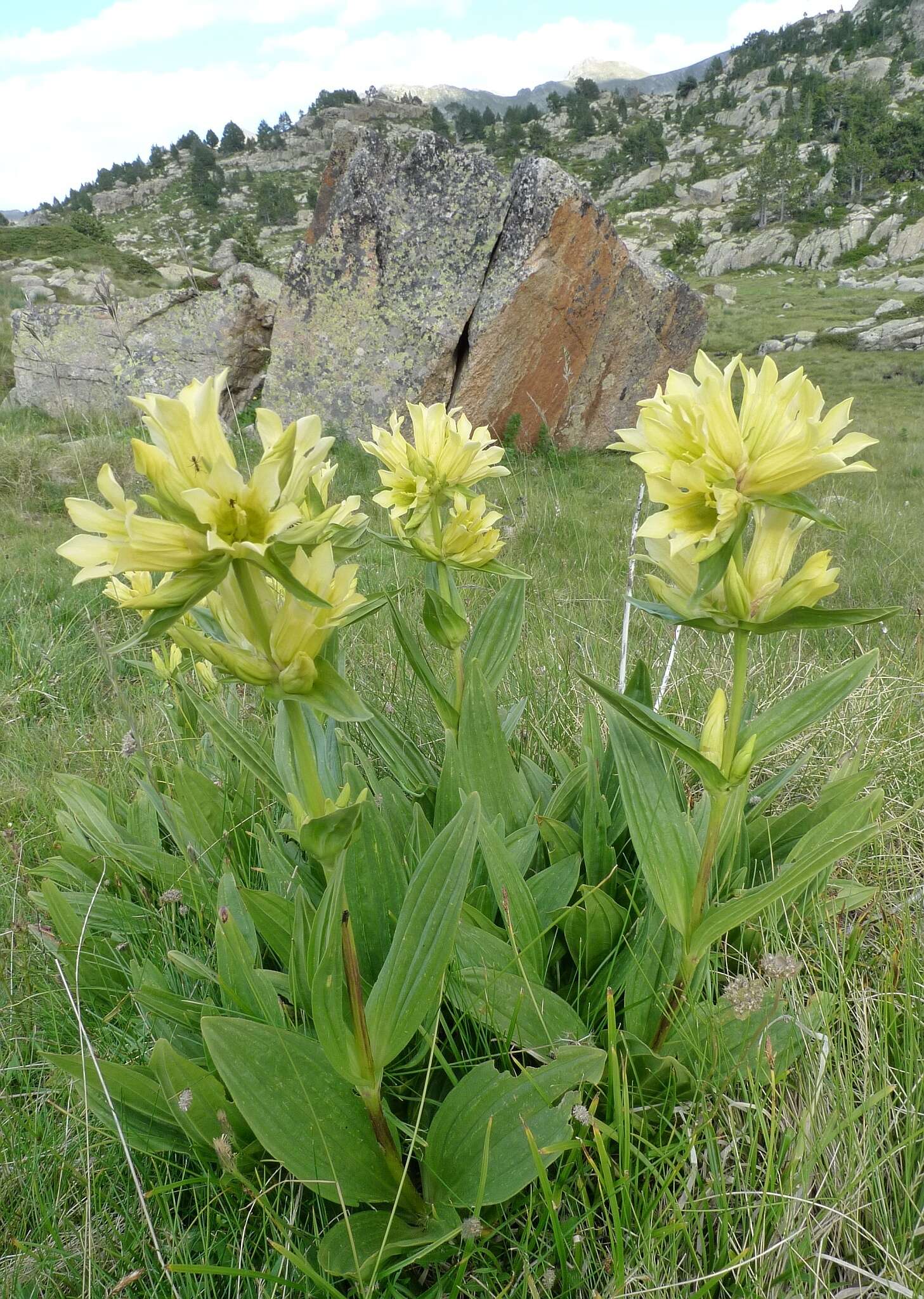 Image of Gentiana burseri subsp. burseri