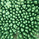 Sivun Acropora millepora (Ehrenberg 1834) kuva