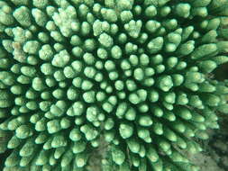 Image of Staghorn coral