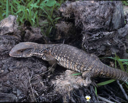 Image of Savannah Monitor