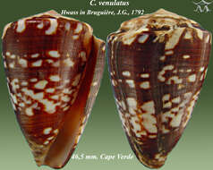 Conus venulatus Hwass ex Bruguière 1792的圖片