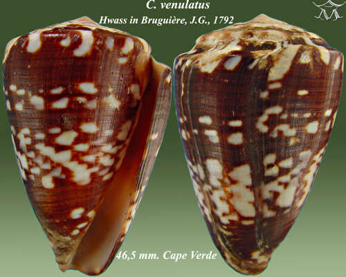 Image of Conus venulatus Hwass ex Bruguière 1792