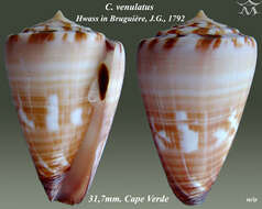 Conus venulatus Hwass ex Bruguière 1792的圖片