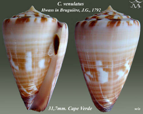Image of Conus venulatus Hwass ex Bruguière 1792
