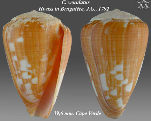 Conus venulatus Hwass ex Bruguière 1792的圖片