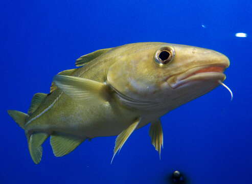 Image of Atlantic cod