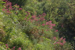 Image of humming-bird hawk moth