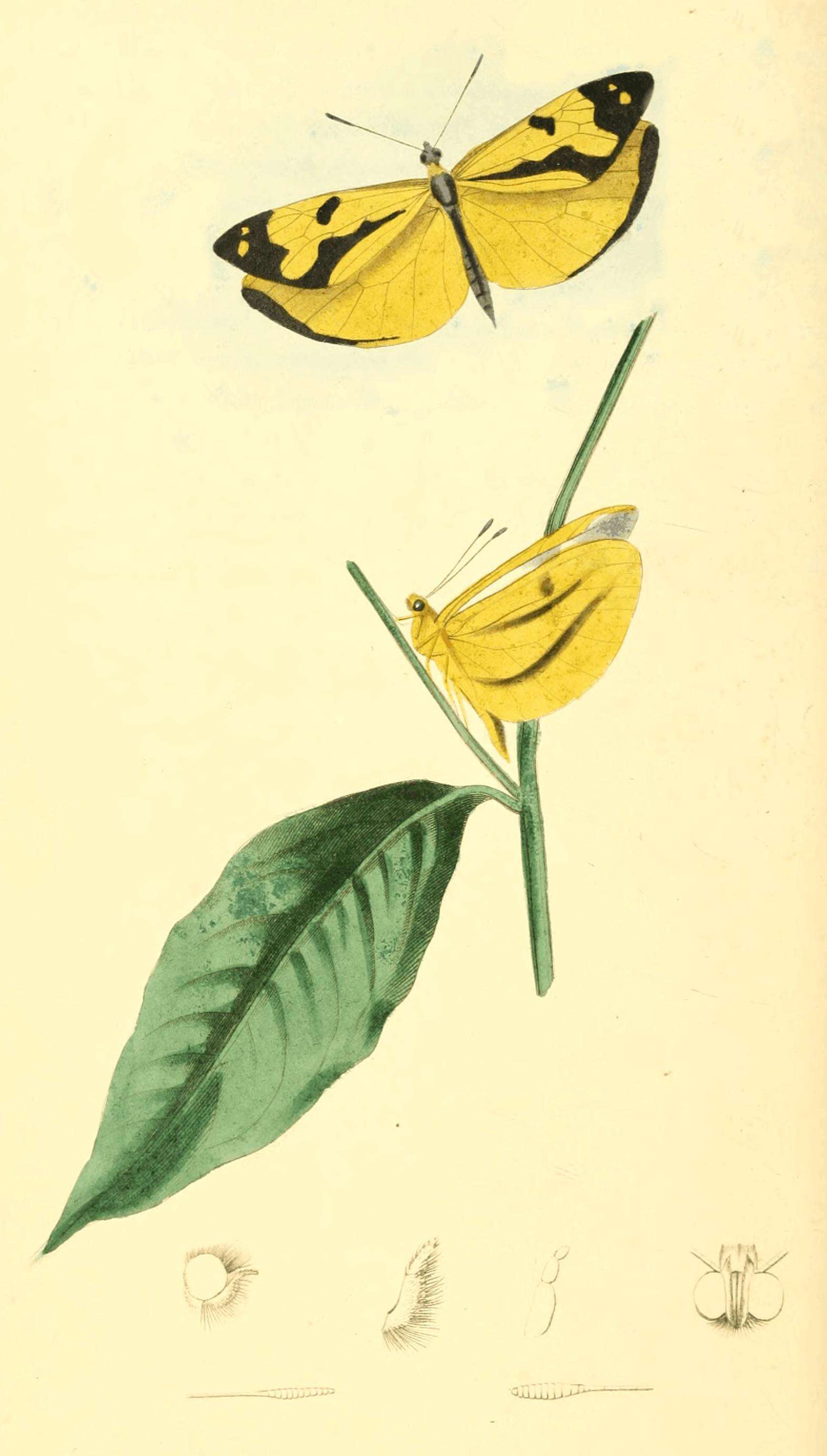 Image of Enantia melite (Linnaeus 1763)