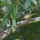 Image of Rusty-breasted Whistler