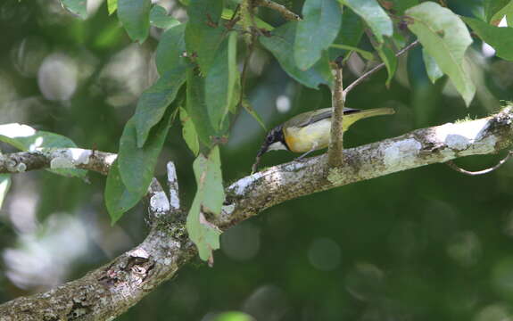 Image of Rusty-breasted Whistler