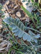 Image of Astragalus incanus L.