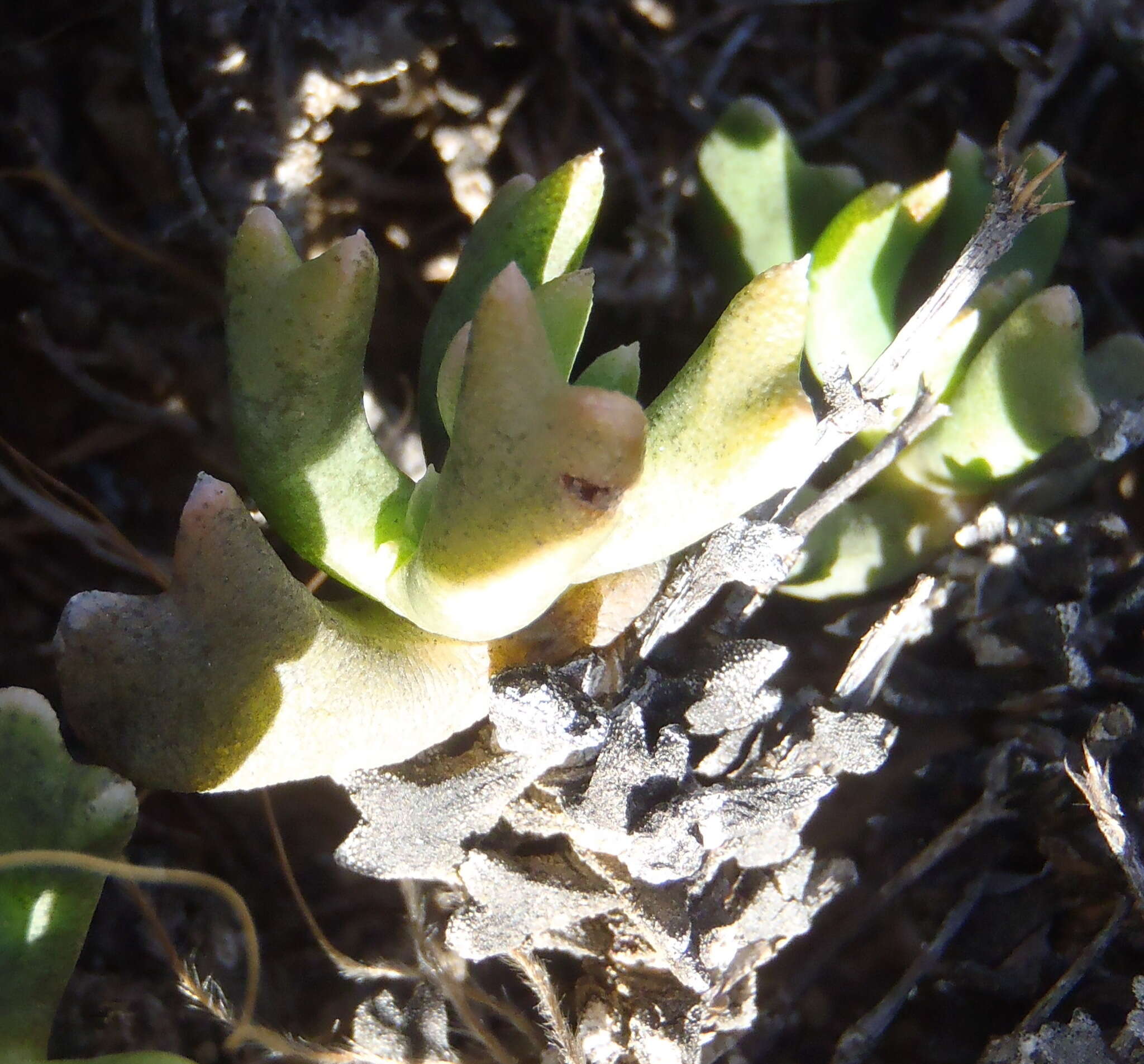 Image of Rhombophyllum dolabriforme (L.) Schwant.