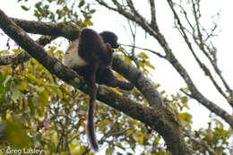 Plancia ëd Propithecus edwardsi Grandidier 1871