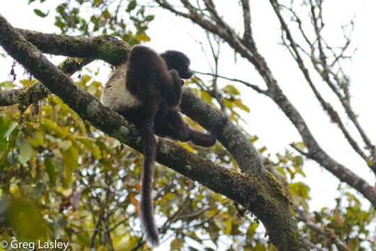 Image of Milne-Edward's Sifaka