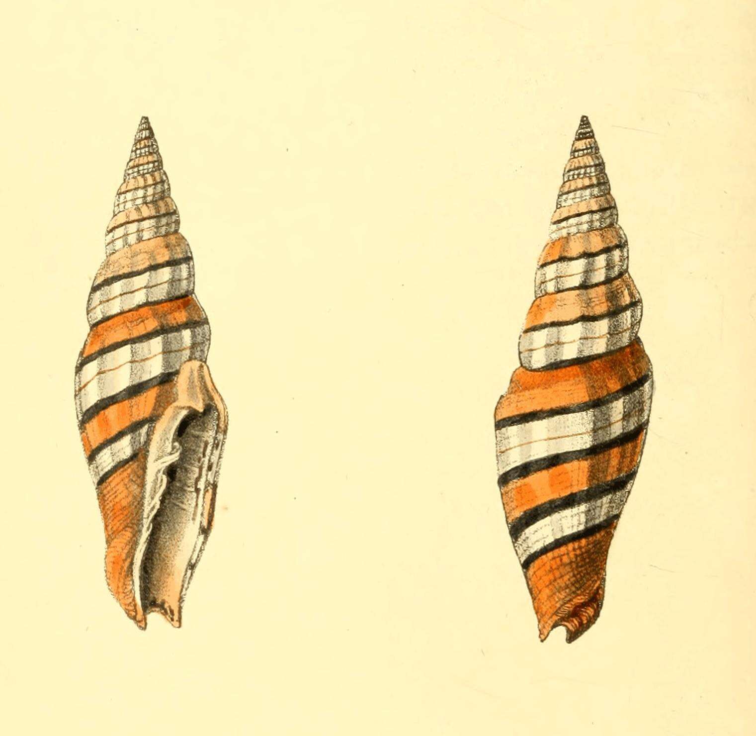 Sivun Vexillum taeniatum (Lamarck 1811) kuva