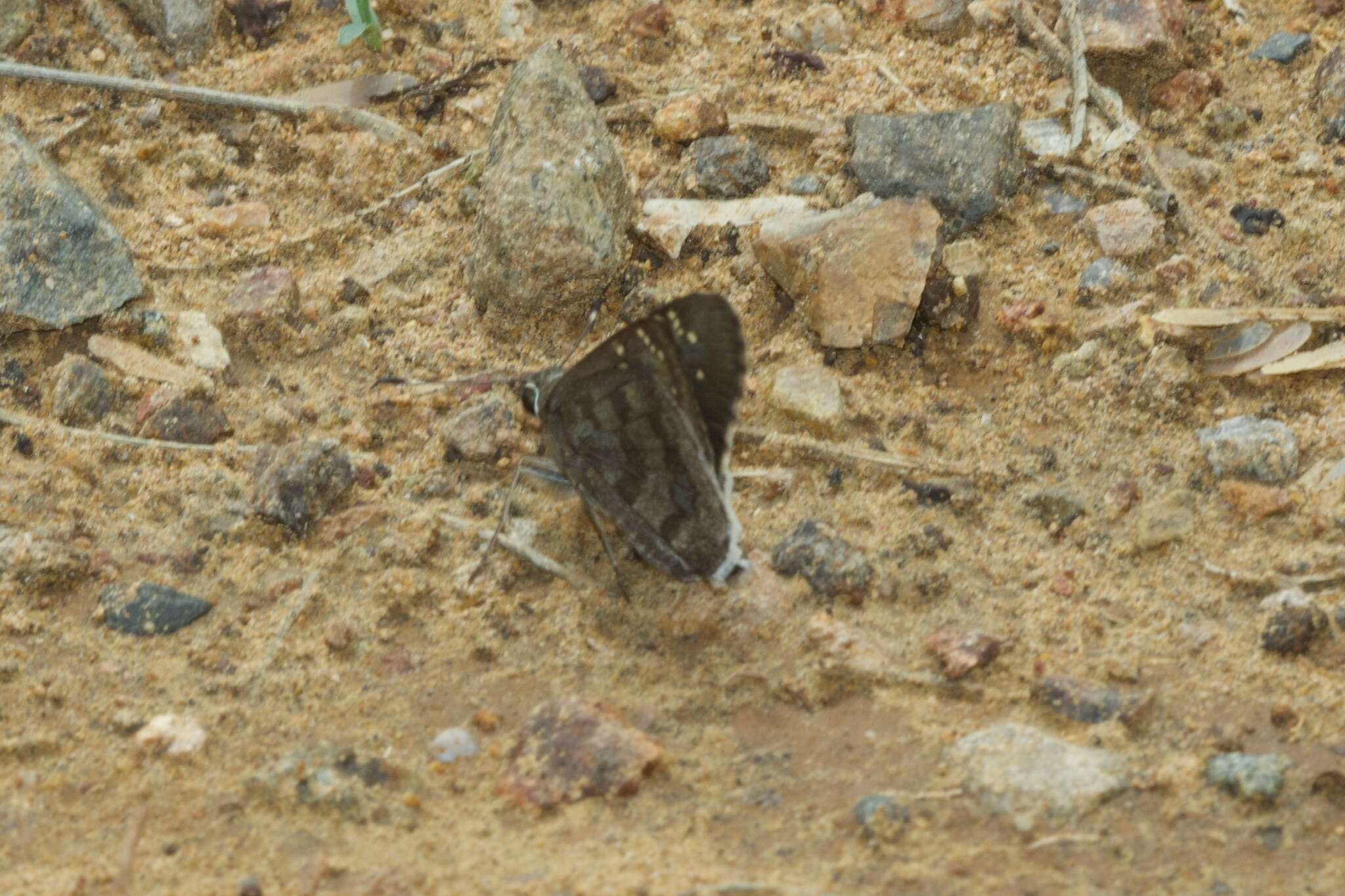 Image of Acacia Skipper