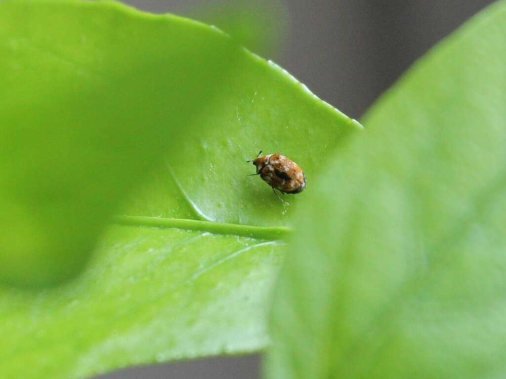 Image of Sacramento Anthicid Beetle