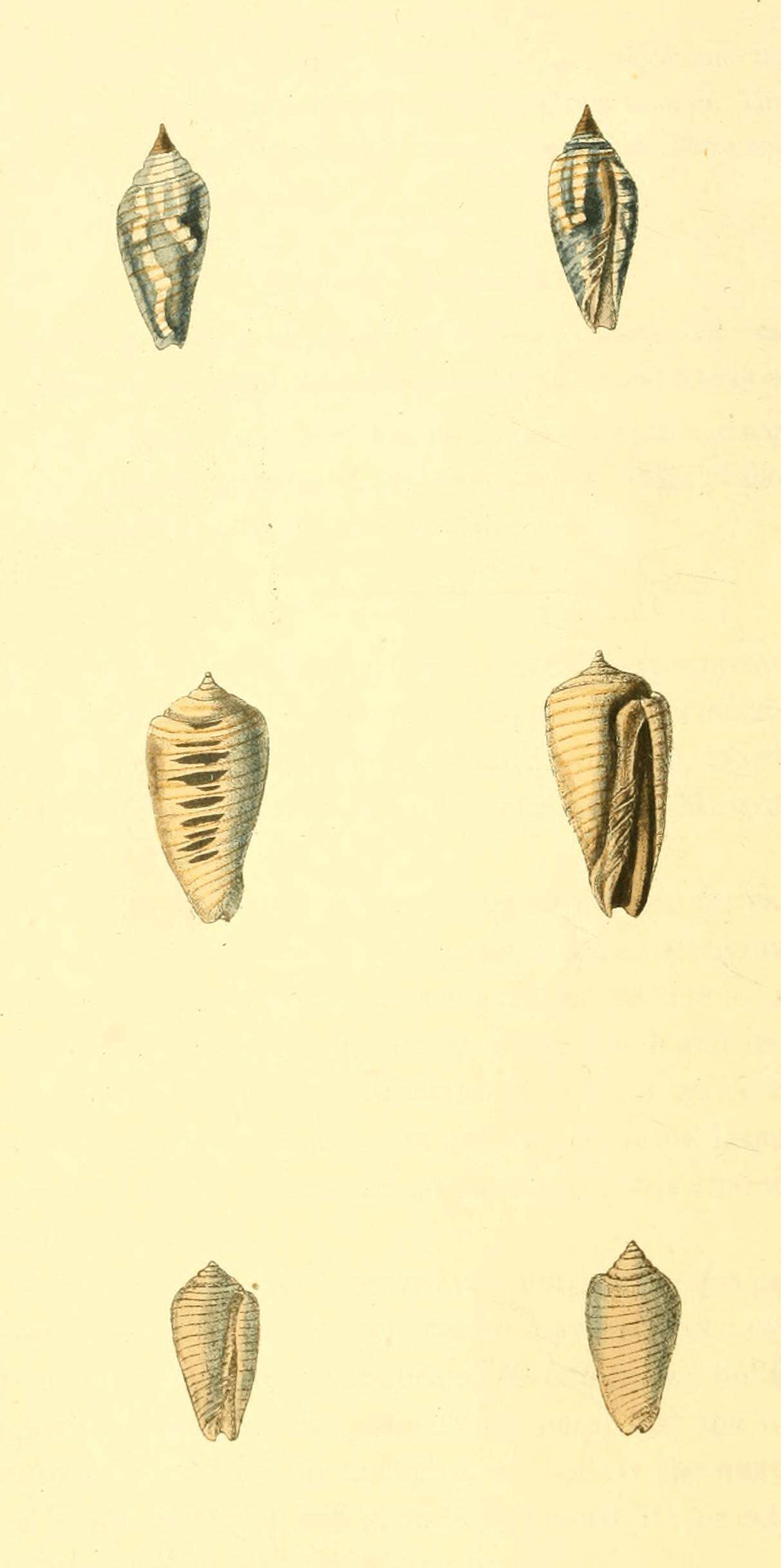 Image of Imbricaria conularis (Lamarck 1811)