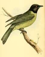 Image of Black-headed Berryeater