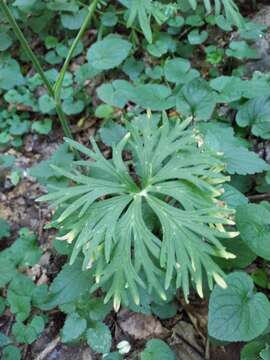 Image of Delphinium fissum Waldst. & Kit.