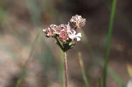 Image of smallflower horkelia