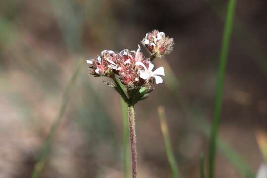 Image of smallflower horkelia