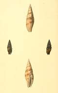 Image of Vexillum semifasciatum (Lamarck 1811)
