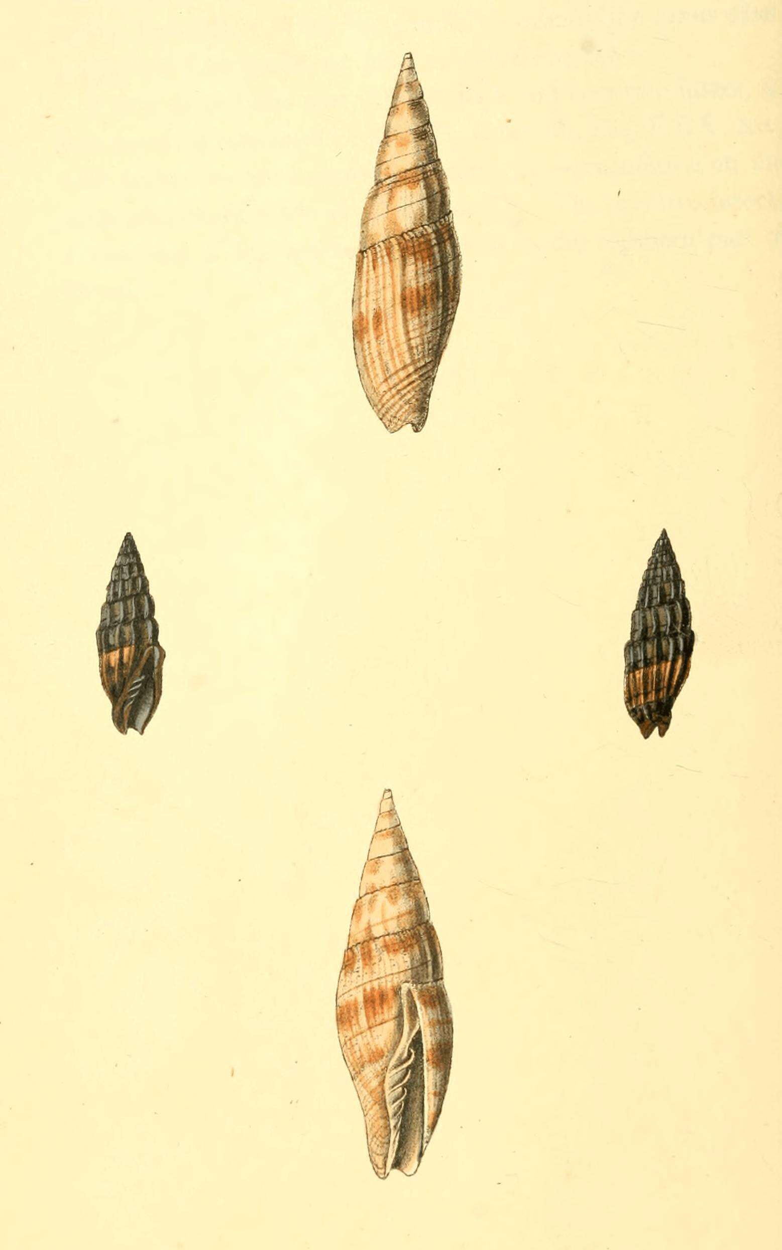 Image of Vexillum semifasciatum (Lamarck 1811)