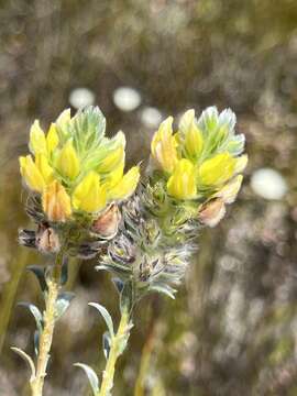 Image of Aspalathus sericea Bergius