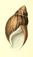 Image of Archachatina marginata