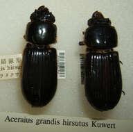 Image of Aceraius grandis (Burmeister 1847)