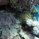 Image of Starry cup coral