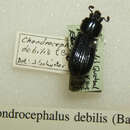 Chondrocephalus debilis (Bates 1886) resmi