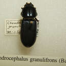 Image of Chondrocephalus granulifrons (Bates 1886)