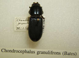 Chondrocephalus granulifrons (Bates 1886)的圖片