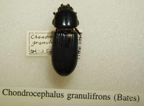 Image of Chondrocephalus granulifrons (Bates 1886)