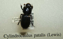 Image of Cylindrocaulus patalis (Lewis 1883)