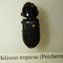 Plancia ëd Heliscus tropicus (Percheron 1835)