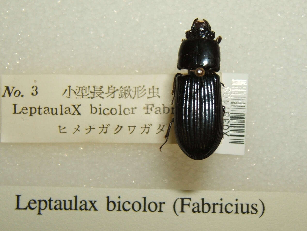 صورة Leptaulax bicolor (Fabricius 1801)