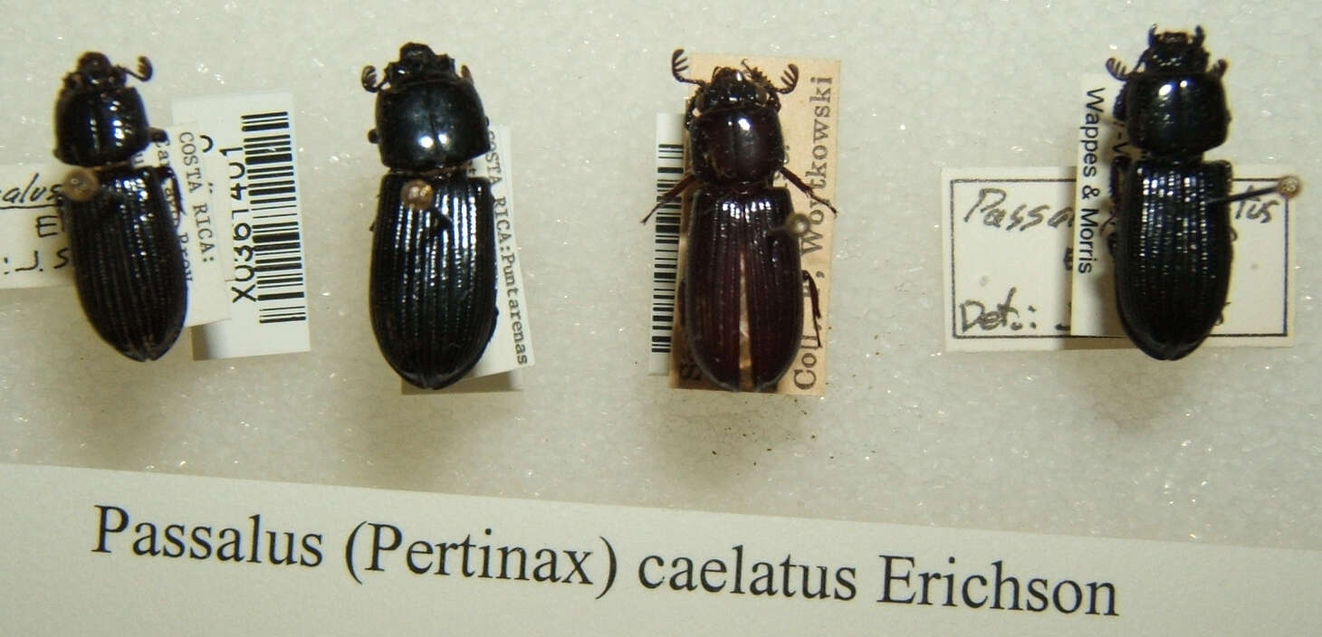 Image of Passalus caelatus