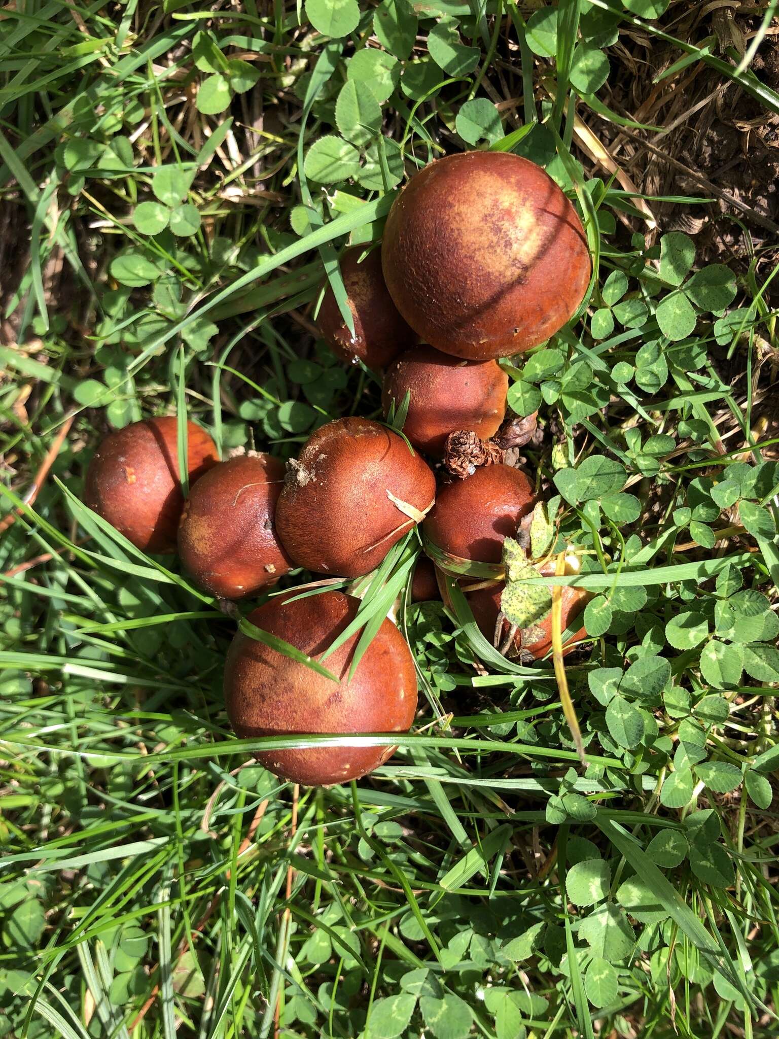 Image de Pholiota rufodisca A. H. Sm. & Hesler 1968