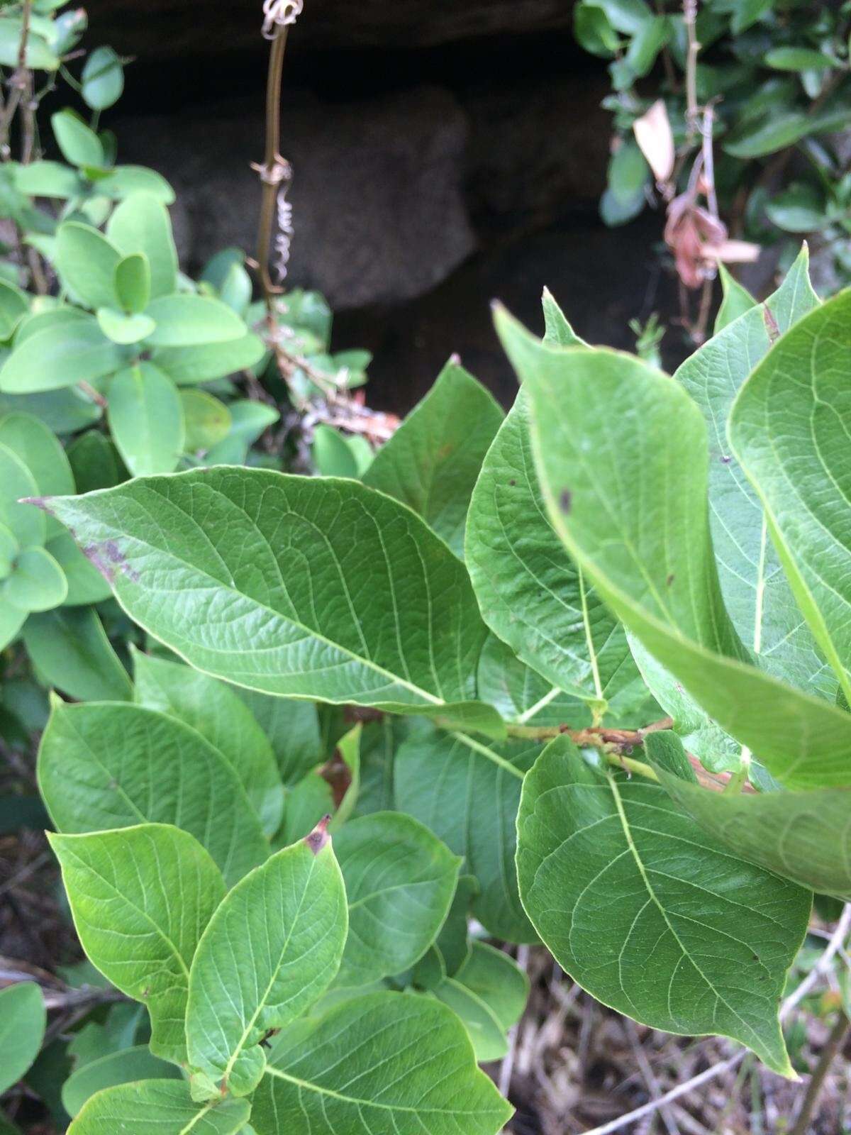 Image of Mandevilla emarginata (Vell. Conc.) C. Ezcurra