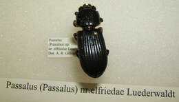 Image of Passalus elfriedae