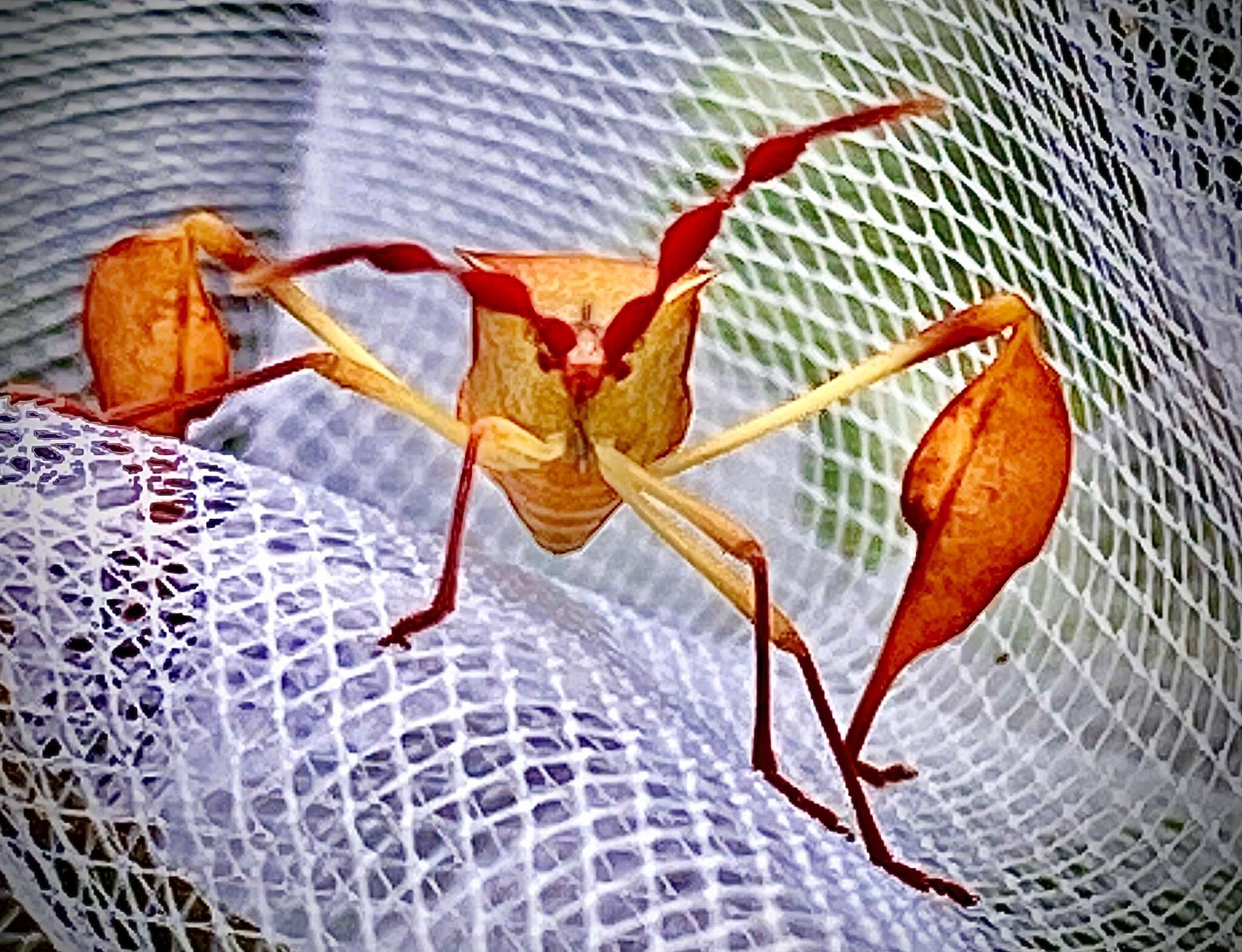 صورة Chondrocera laticornis Laporte 1832