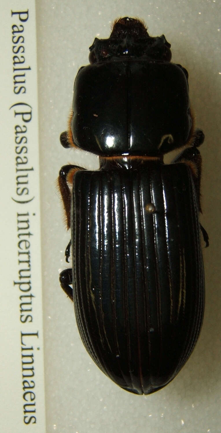 Image of Passalus (Passalus) interruptus (Linnaeus 1758)