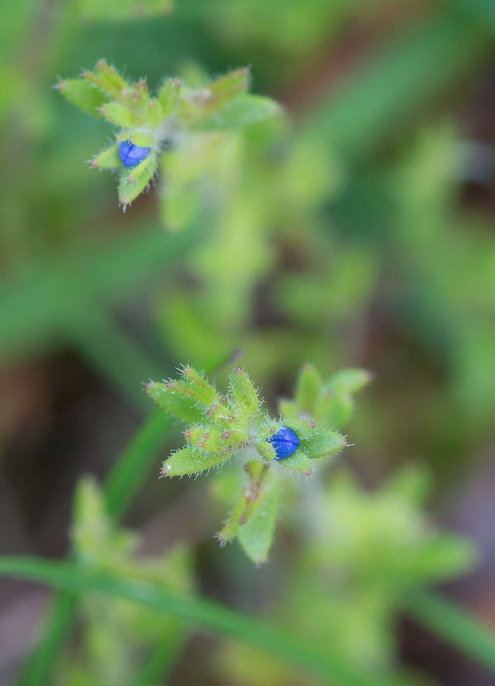 Image of spring speedwell