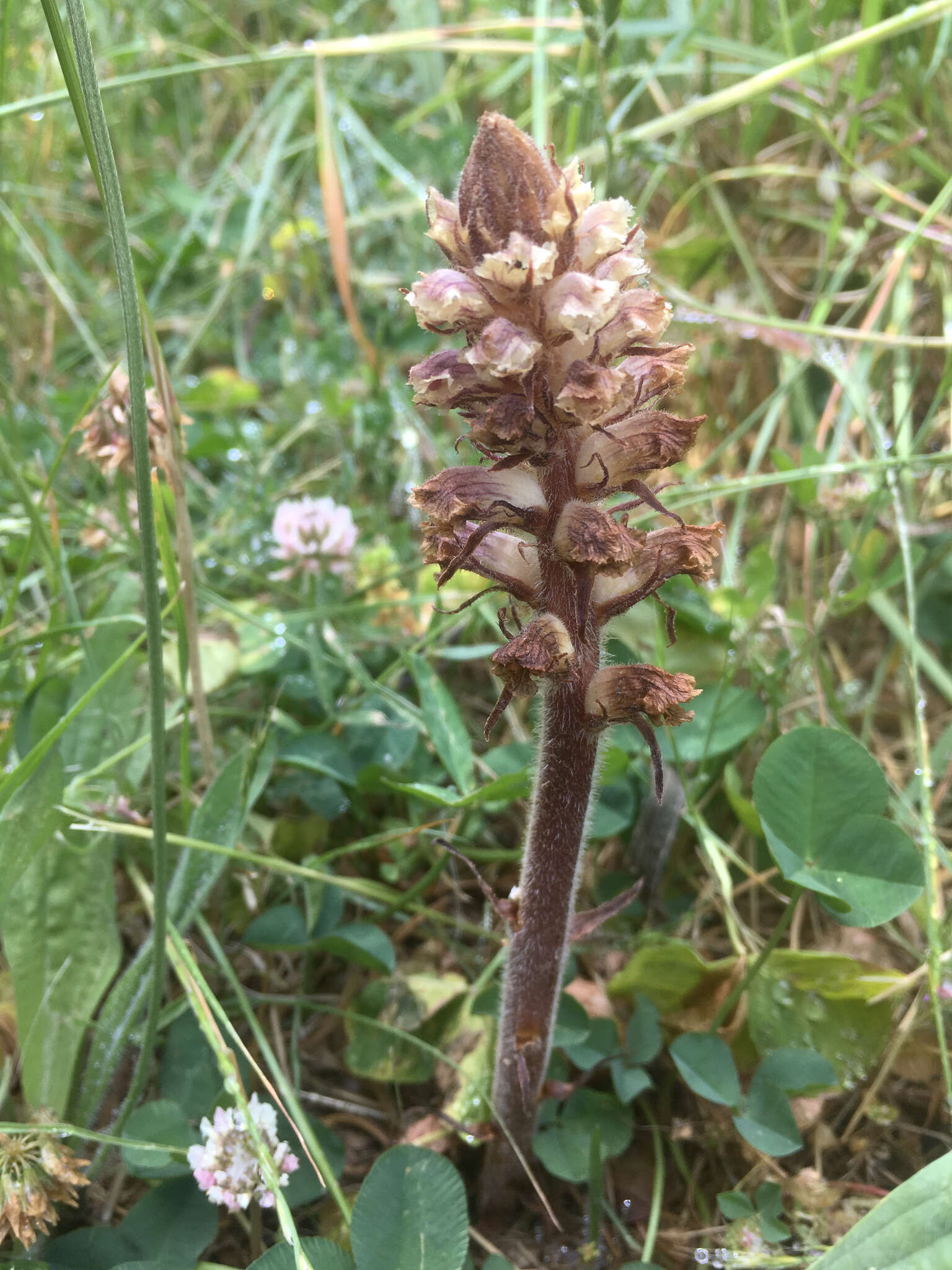 Image of clover broomrape